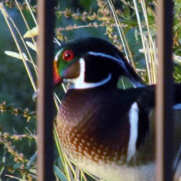 Meet your Posher, Niki - Picture 3 of 7